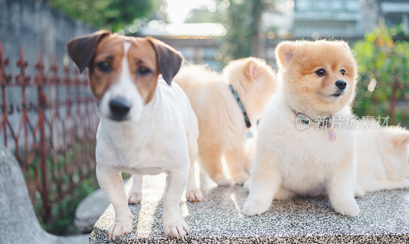 站着快乐的杰克罗素梗狗和博美犬一起放松享受早晨的日出