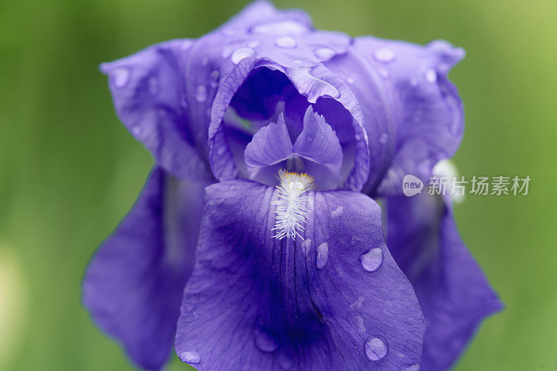 紫花宏与雨滴