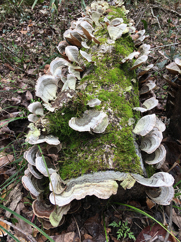 看到许多火鸡尾真菌倒下的树