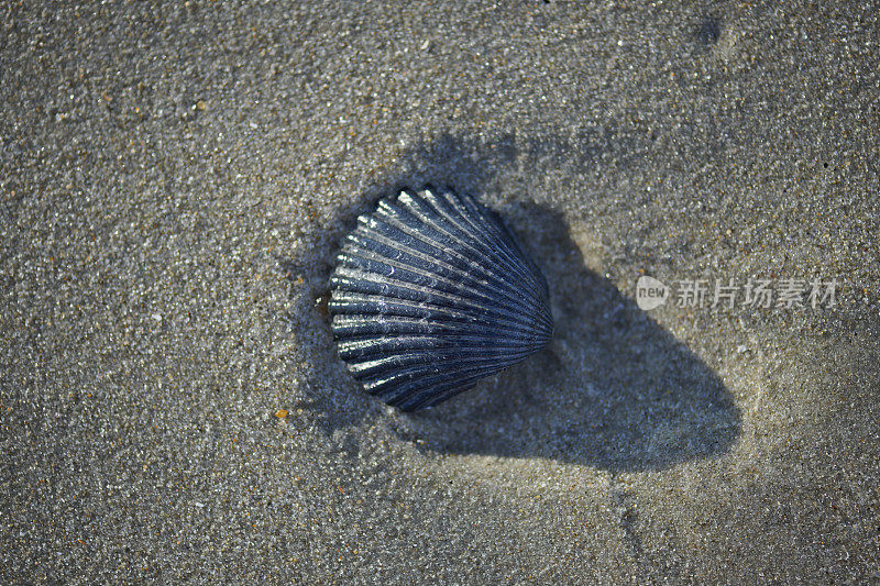 沙滩上的黑海贝壳