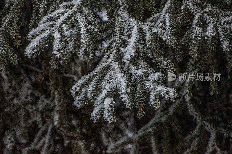 阿拉斯加树上的雪