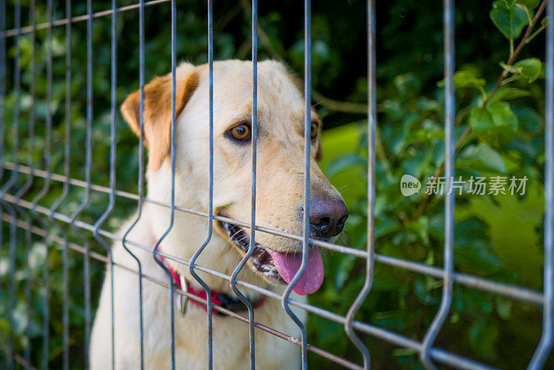 拉布拉多寻回犬被困在铁丝网后面