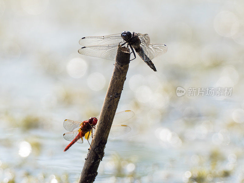 两只蜻蜓坐在池塘里的棍子上