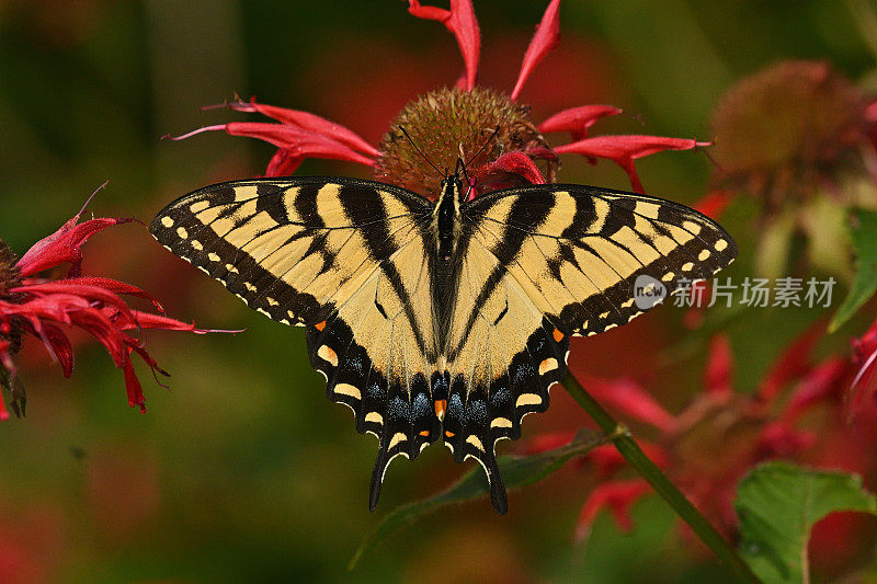 东方虎燕尾集中在蜂香花