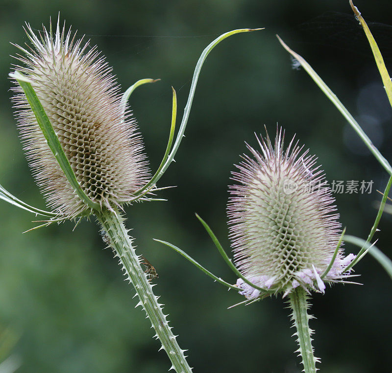 野生茶细胞（迪普萨库斯富隆）