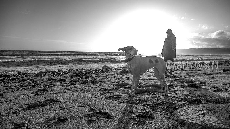 和狗在海滩上