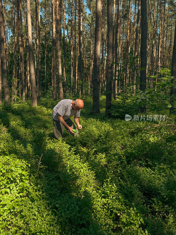 德国，一名男子在森林中采摘野生浆果