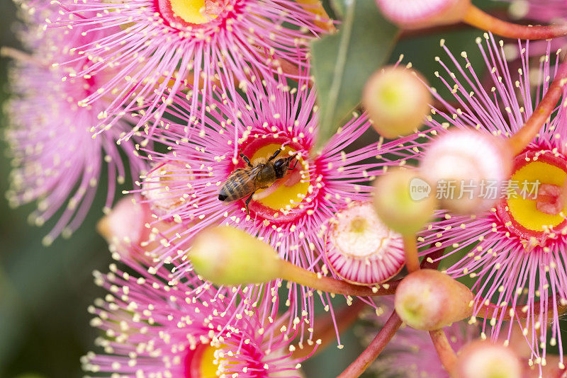 蜜蜂授粉树胶树的花和花蕾，背景与复制空间