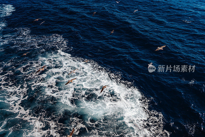 海鸥飞过渡船