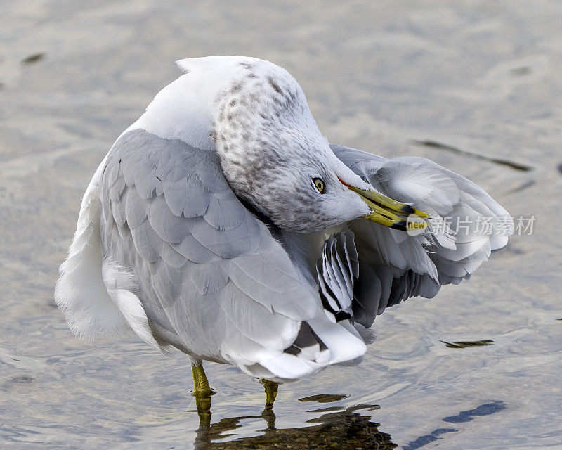 海鸥近距离侧观在水中清洗翅膀，展示美丽的白色羽毛在它的环境和栖息地周围。海鸥股票照片和形象。
