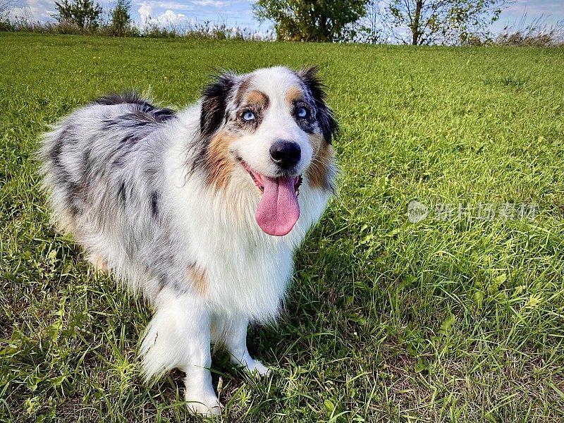 澳大利亚牧羊犬