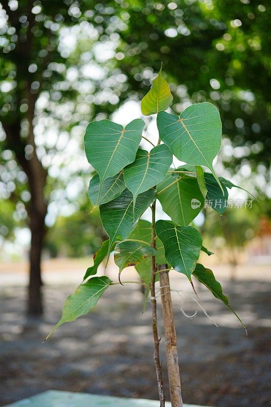 小榕树或圣无花果树