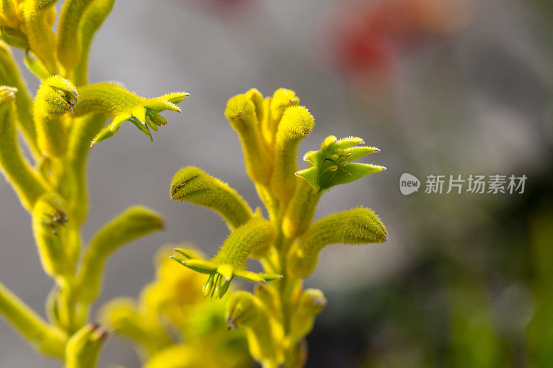 特写黄色袋鼠爪花蕾和花，微距摄影，背景复制空间