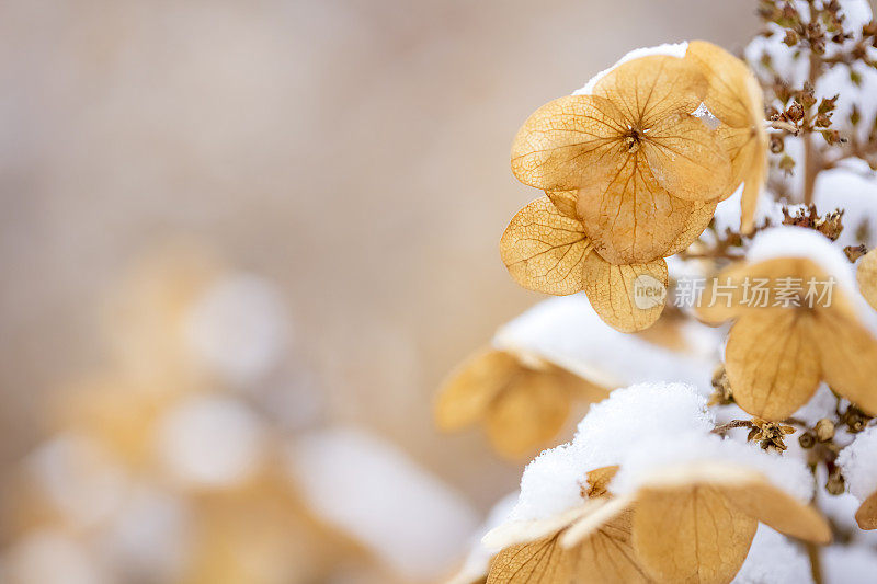 花下的雪