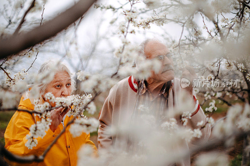 老夫妇在春天