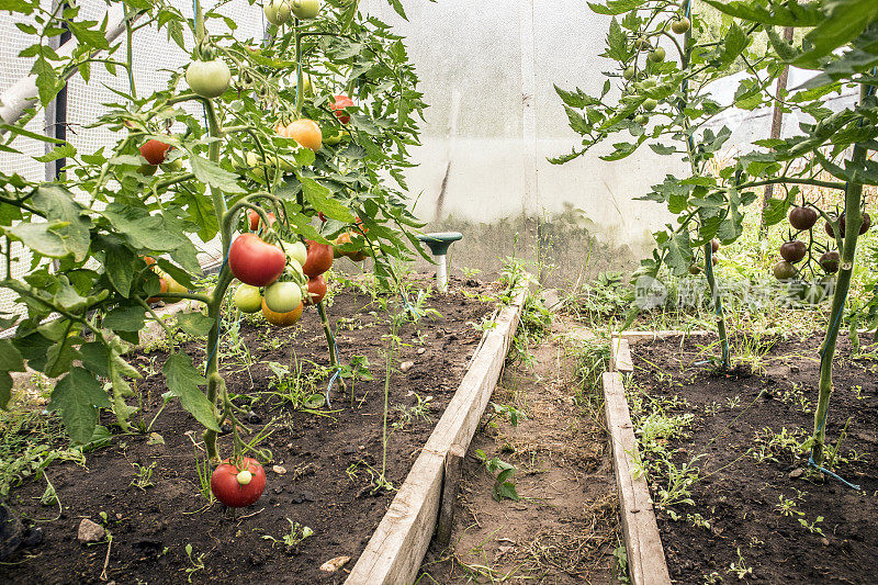 太阳能驱鼹鼠工具在家庭温室，种植番茄植物之间，以保护植物的根系免受地下啮齿类动物的破坏。
