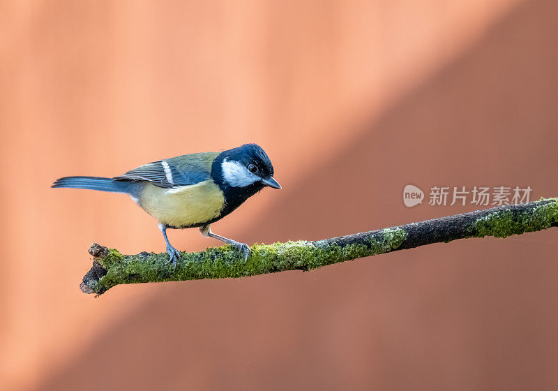 栖息在树枝上的大山雀