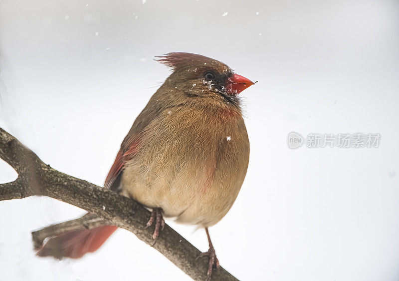 红衣主教在暴风雪