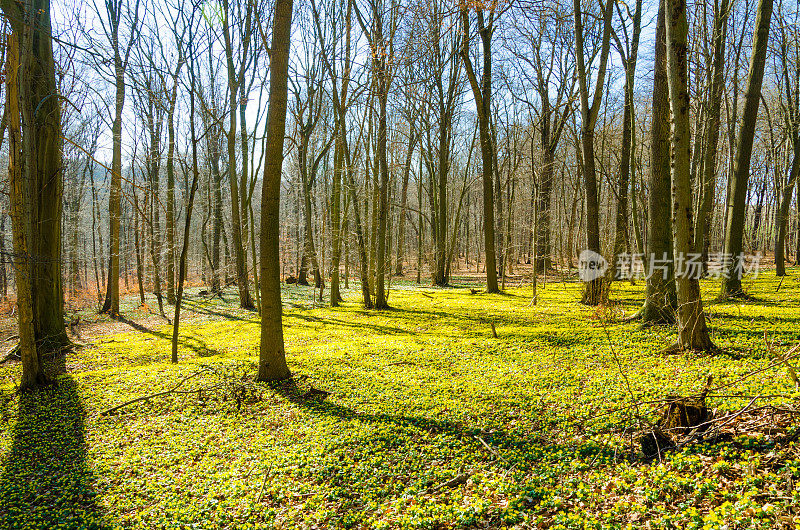 在德国耶拿的一个山毛榉林中，二月里的冬季乌头地毯