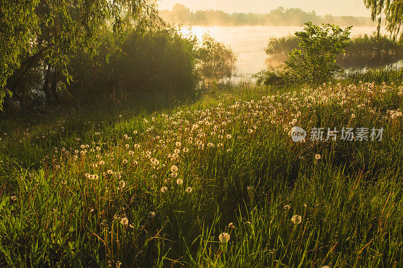 白色的蒲公英。美丽的春天景色。河上弥漫着晨雾。夏天的本性。阳光洒在草地上。河岸上的柳树。早上田园。和平的风景