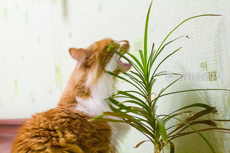 红猫咬了一株室内植物的叶子