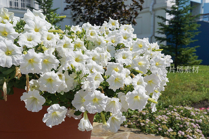 阳光明媚的夏日，花盆里的白色矮牵牛花