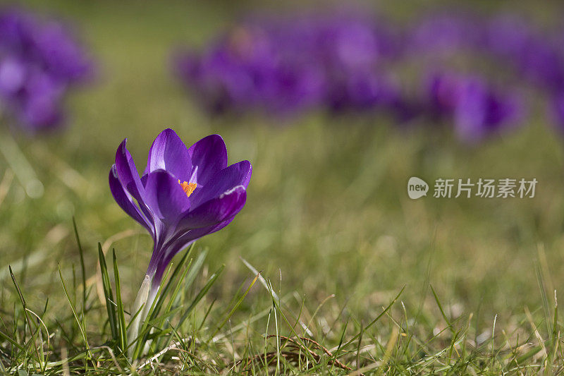 在春天盛开的藏红花，曼联