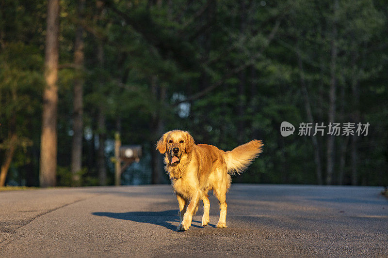 幸福的家庭宠物金毛猎犬在明亮温暖的阳光下向镜头跑去