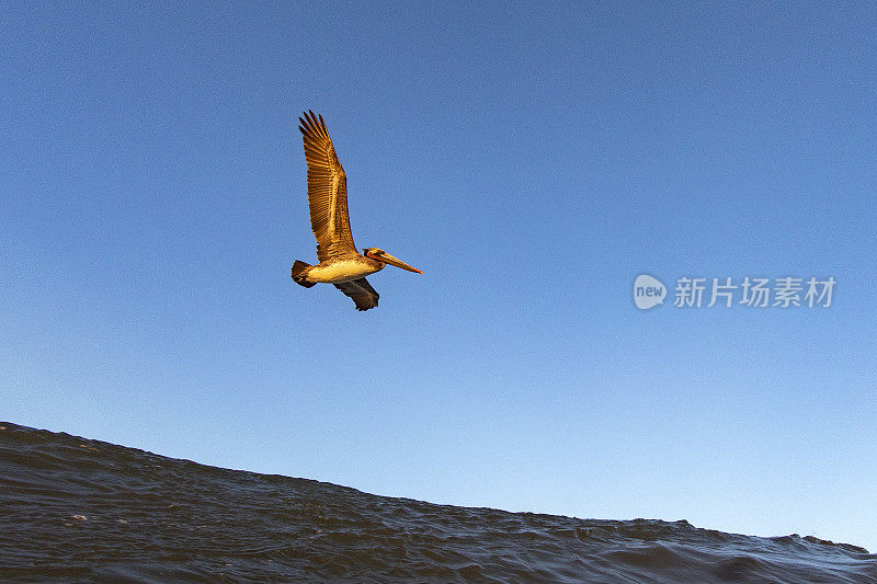 一只鹈鹕海鸟在一个阳光明媚的早晨飞过海洋