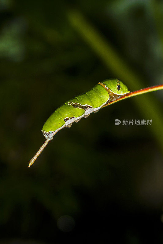 绿色的毛毛虫