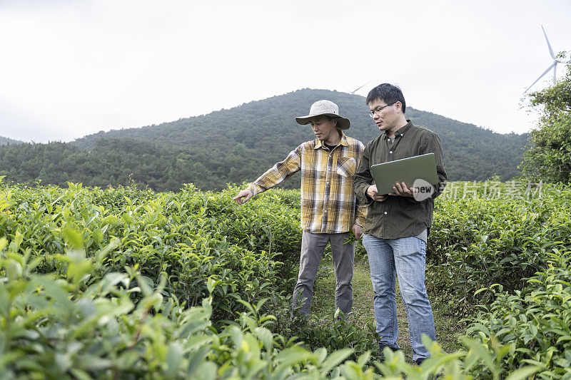 两位男性科学家在茶园中观察茶树的生长