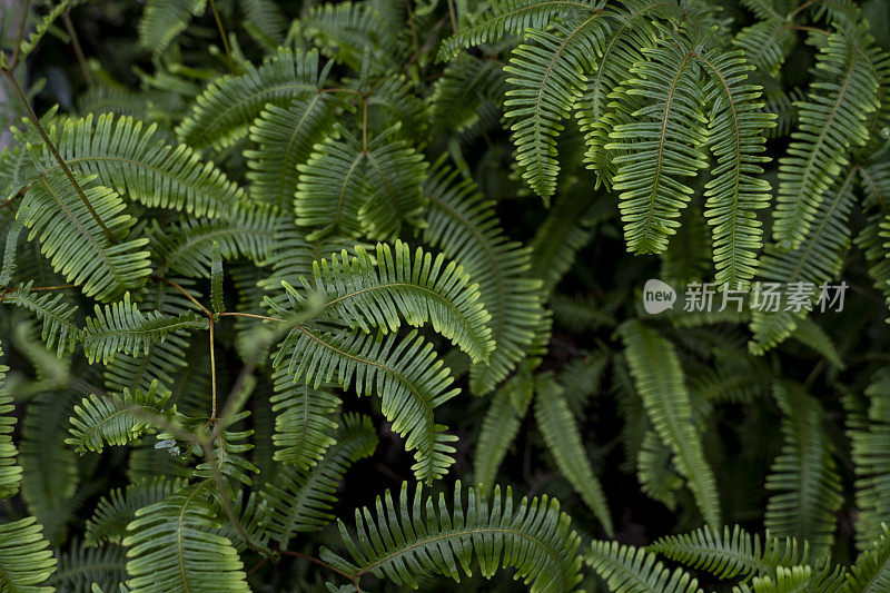 蕨类植物的特写