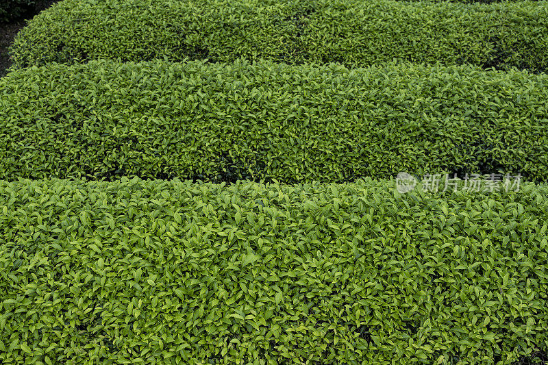 有机茶园中的茶树