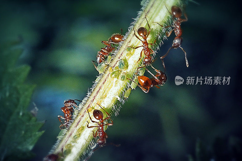 红娘常见的红蚂蚁和蚜虫