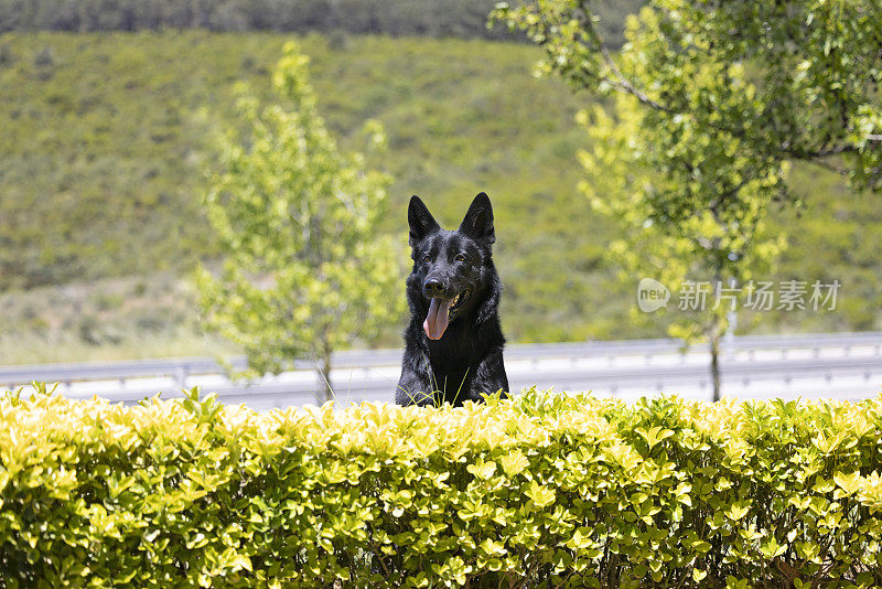 黑色德国牧羊犬坐在草地上