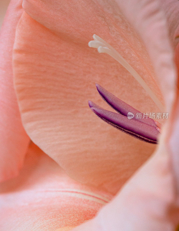 微距特写内部的一个粉红色剑兰花头