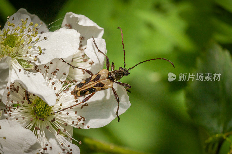 黄角甲虫，黄角甲虫，coléoptère，(鞘翅目)天牛，天牛科。