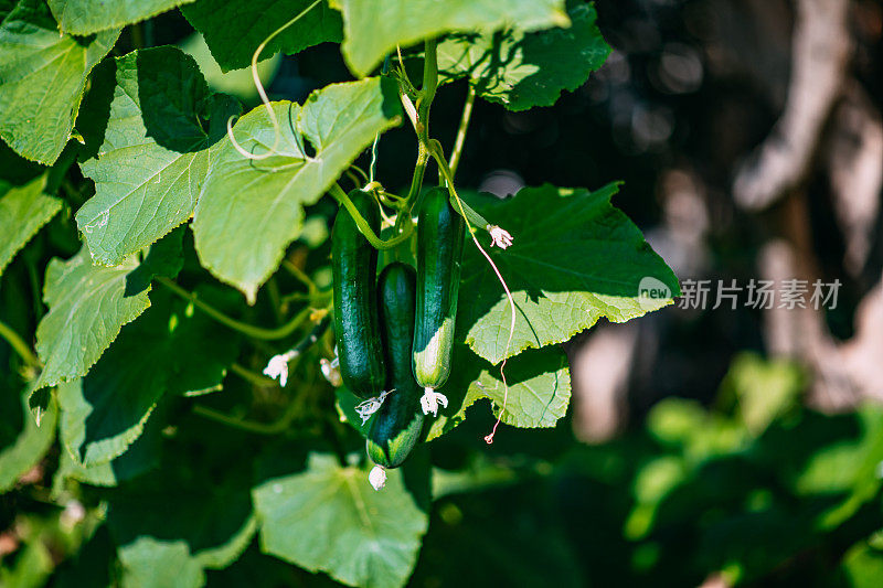 花园里树枝上的天然黄瓜