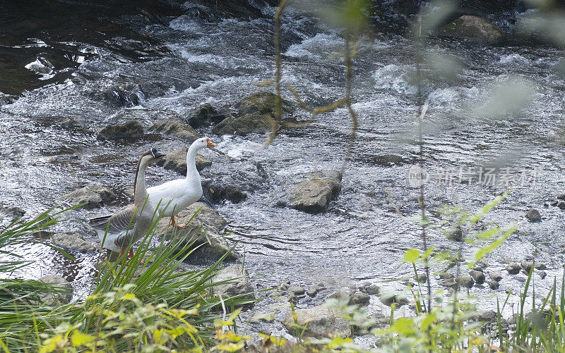 野鹅