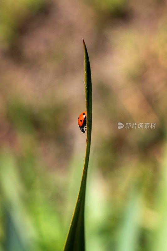 一幅画着一只带着黑点的红色瓢虫从花园里的草叶上跑下来。这种昆虫也被称为瓢虫。这只甲虫可能是在寻找食物。