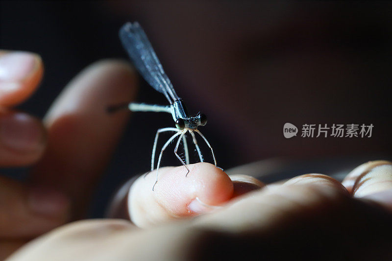 一个抓豆娘的女孩。