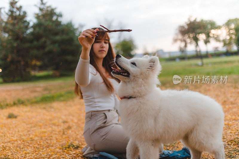 秋天，一位美丽的年轻女子在公园里和她的萨摩耶小狗玩耍