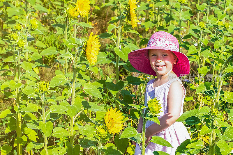 白人女孩4岁，背景是一片有向日葵的田野，孩子很开心。