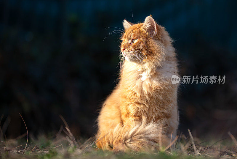 黄色流浪猫的肖像。