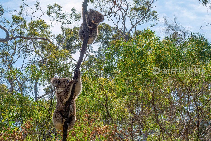 考拉在澳大利亚阿德莱德的Belair国家公园爬树