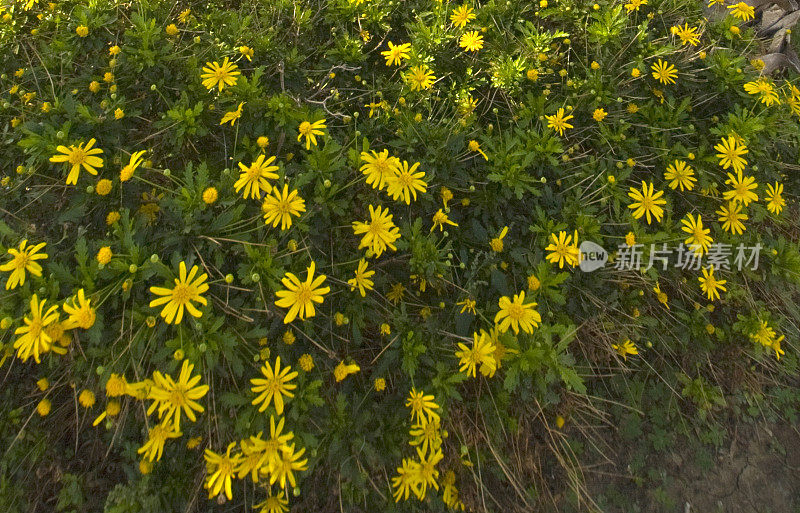 黄雏菊