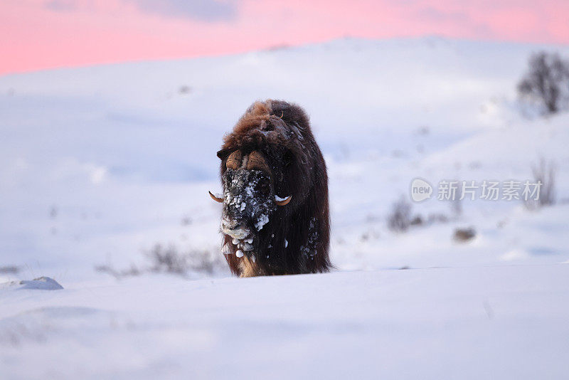 在挪威的Dovrefjell-Sunndalsfjella国家公园，一只麝牛在冬天的第一缕晨光中
