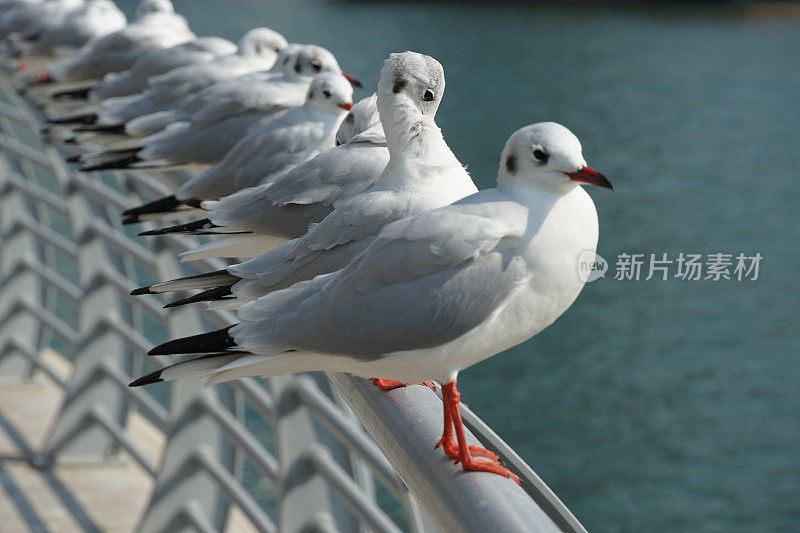 海鸥