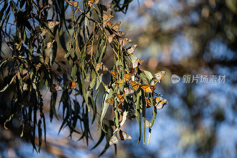 黑脉金斑蝶在冬天向南迁徙，穿越加利福尼亚。