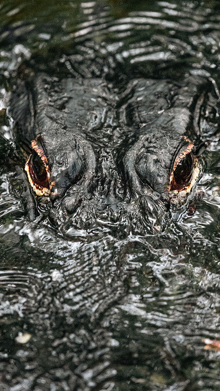 短吻鳄的眼睛从水中升起的特写镜头
